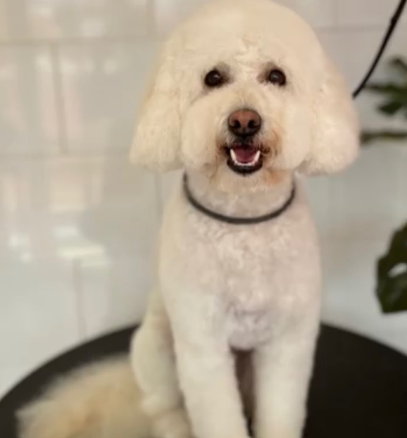 Perrito blanco RomaPet